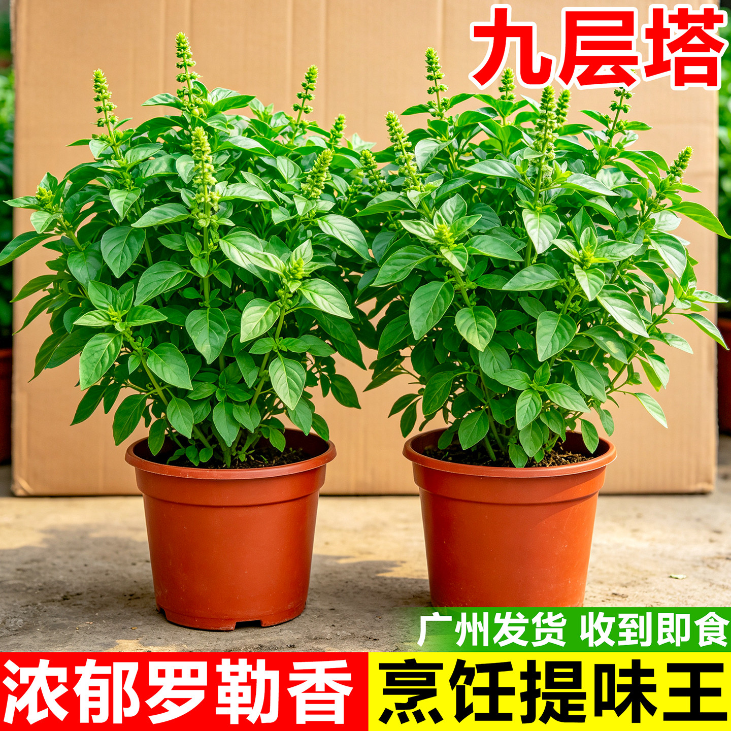 九层塔盆栽罗勒可食用香草植物室内阳台驱蚊绿植百里香金不换紫苏