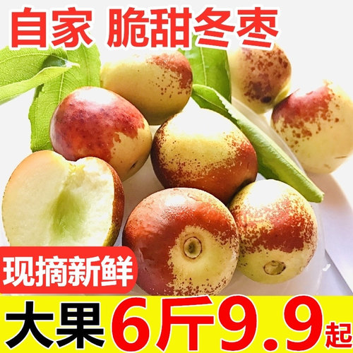 【24小时1000+已买山东沾化冬枣