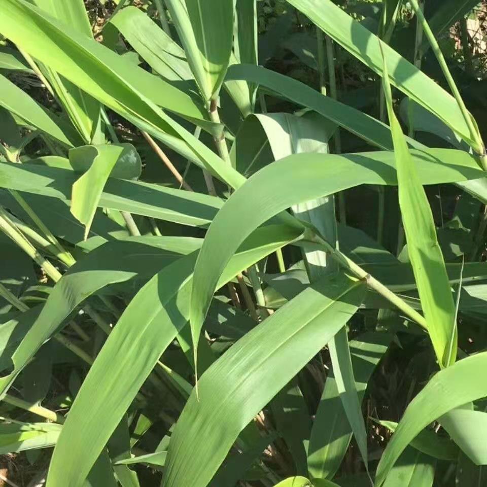 粽子叶新鲜广西现摘大号野生芦苇叶芒叶箬叶端午过年包粽子的叶