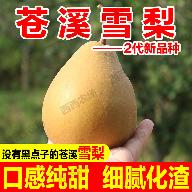 四川广元苍溪雪梨2代新品种501施家梨黄皮梨应季新鲜翠冠梨水果