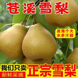 正宗四川广元苍溪雪梨称坨梨施家梨黄皮梨应季新鲜麻皮梨水果8 10