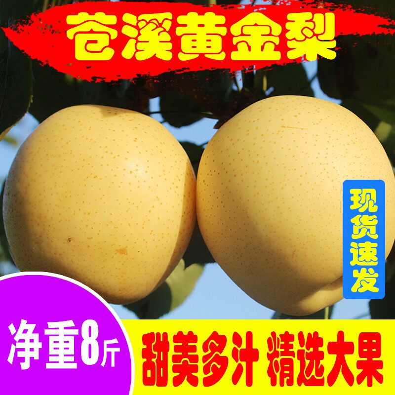 四川广元苍溪黄金梨8 10斤大果黄皮梨应季水果新鲜采摘非脆冠雪梨