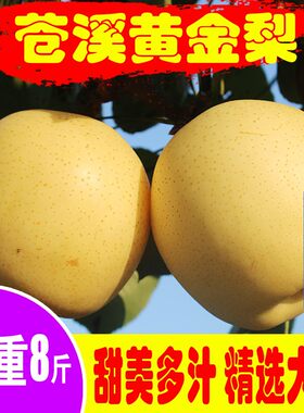 四川广元苍溪黄金梨810斤