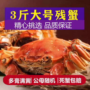 活蟹三斤断脚蟹鲜活残蟹大闸蟹现货洪泽湖河蟹新鲜螃蟹公母对半