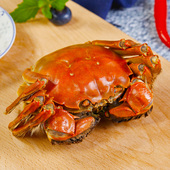 活蟹蟹旅洪泽湖大闸蟹鲜活2两全母蟹现货10只装 满黄螃蟹死亡包赔