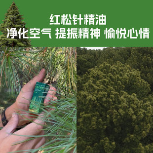 鸣响雪松针精油红松针精油维生素植物素快恢复可沐浴扩香