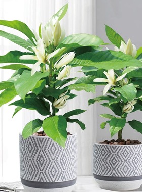 四季开白兰花树苗盆地栽植物嫁接黄角黄桷白黄玉兰室内外浓香庭院