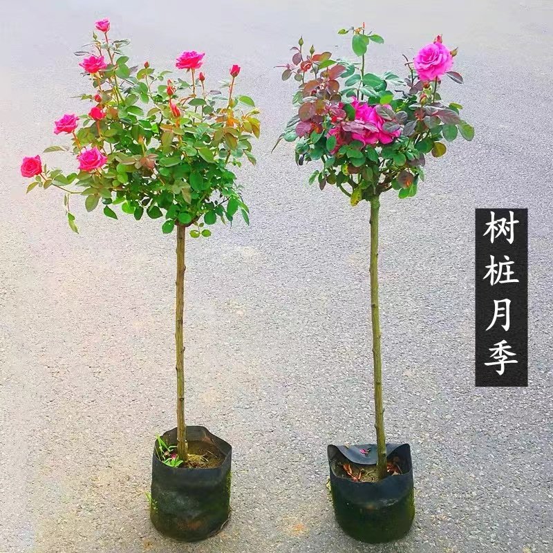 树桩月季大花浓香四季开庭院盆栽地栽室内蓝色妖姬花嫁接蔷薇树苗