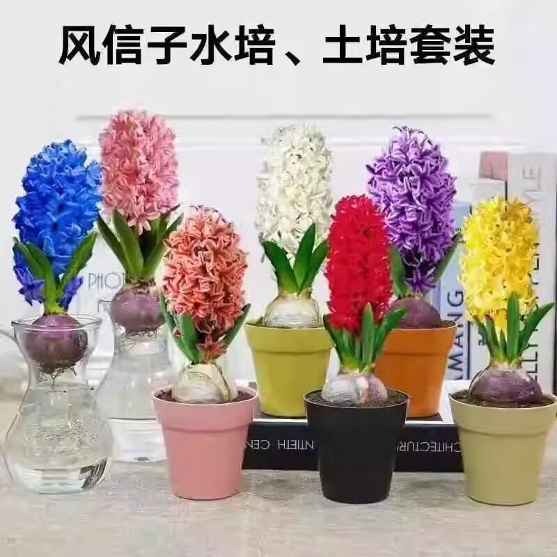 AILAWUYOU风信子盆栽地栽