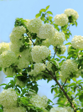阳台花园花卉植物中华乔木本绣球花树苗盆栽大花绣球斗球马球琼花