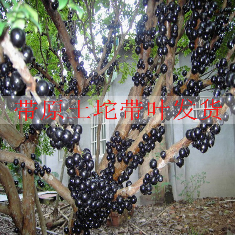 四季常青嘉宝果苗红妃早生嘉宝果百变造型香皂