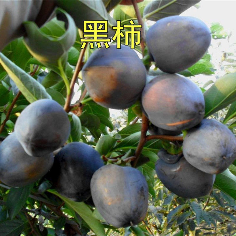 澳洲黑柿子苗甜脆无涩黑柿子苗树嫁接无核南北方庭院种植当年结果