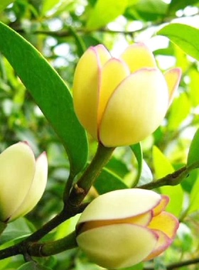 含笑花苗室内芳香浓花卉绿植盆栽盆景含笑花卉花苗办公室芳香植物