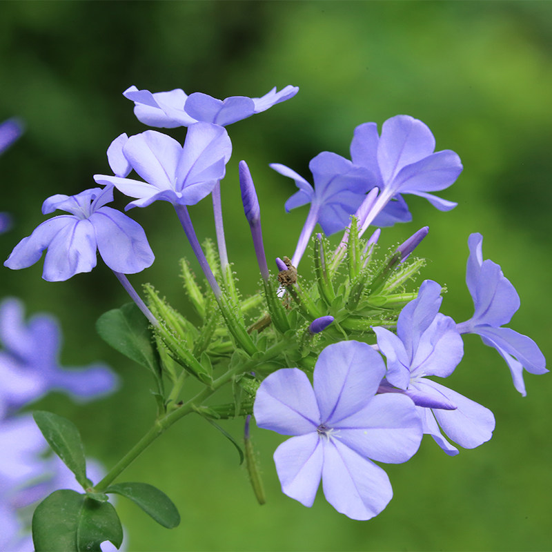 蓝雪花白雪花苗藤本攀援爬藤植物四季开花易爆盆耐热耐寒盆栽花卉