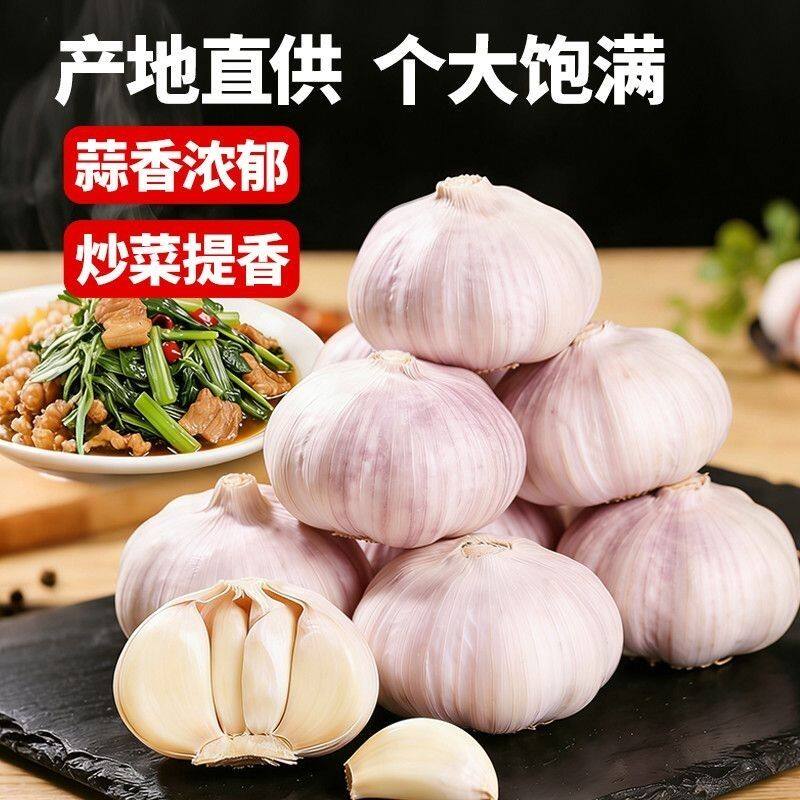 2026新蒜紫皮蒜新鲜农家干大蒜头