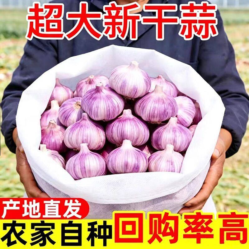 2026新蒜紫皮蒜新鲜农家干大蒜头