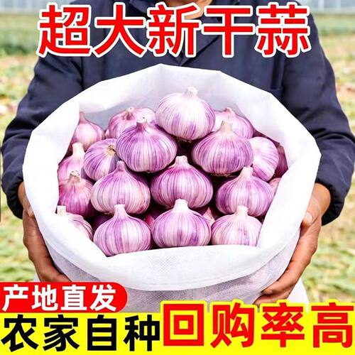 2026新蒜紫皮蒜新鲜农家干大蒜头