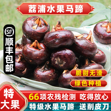 特大果！荔浦马蹄新鲜桂林水果马蹄荸荠广西特产蔬菜地栗2026新挖