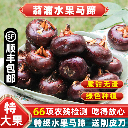 特大果！荔浦水果马蹄荸荠