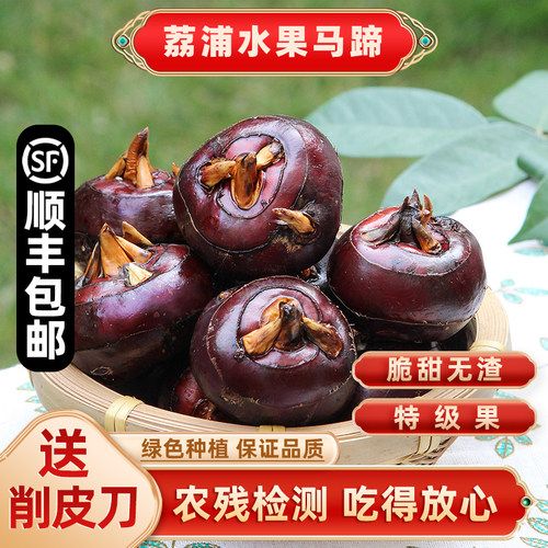 桂林特级荔浦水果马蹄产地直发
