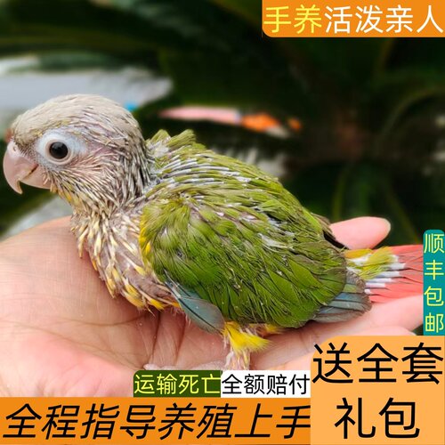 手养亲人黏人互动小太阳鹦鹉