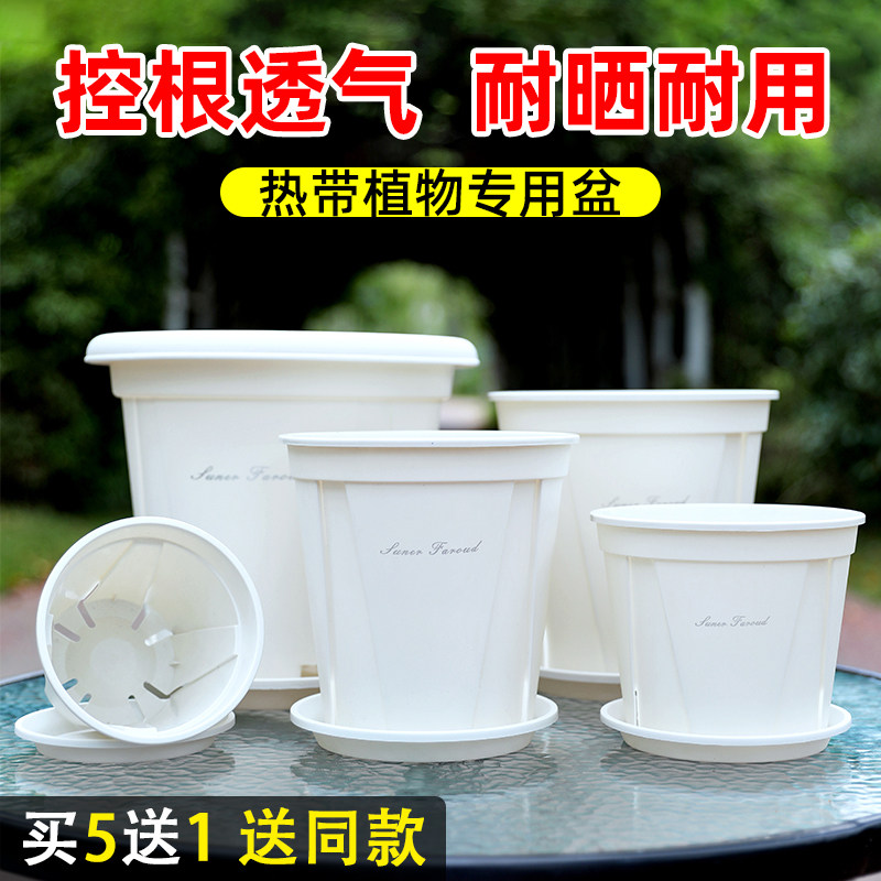 【买5送1】月季绣球控根青山盆