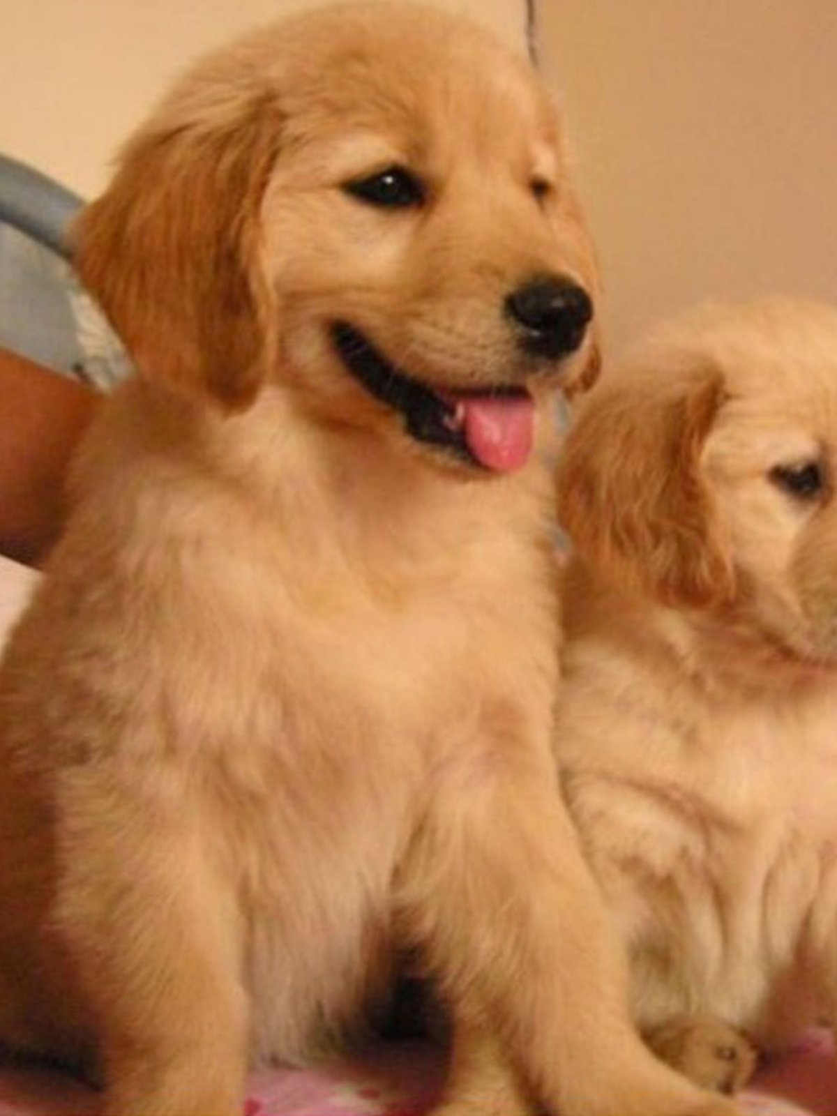 纯种金毛幼犬活体赛级金毛犬导盲犬中大型宠物狗畜牧养殖技术服务,畜牧/养殖物资,畜牧/养殖技术服务,淘宝优惠券,粉丝福利购,淘宝优惠卷