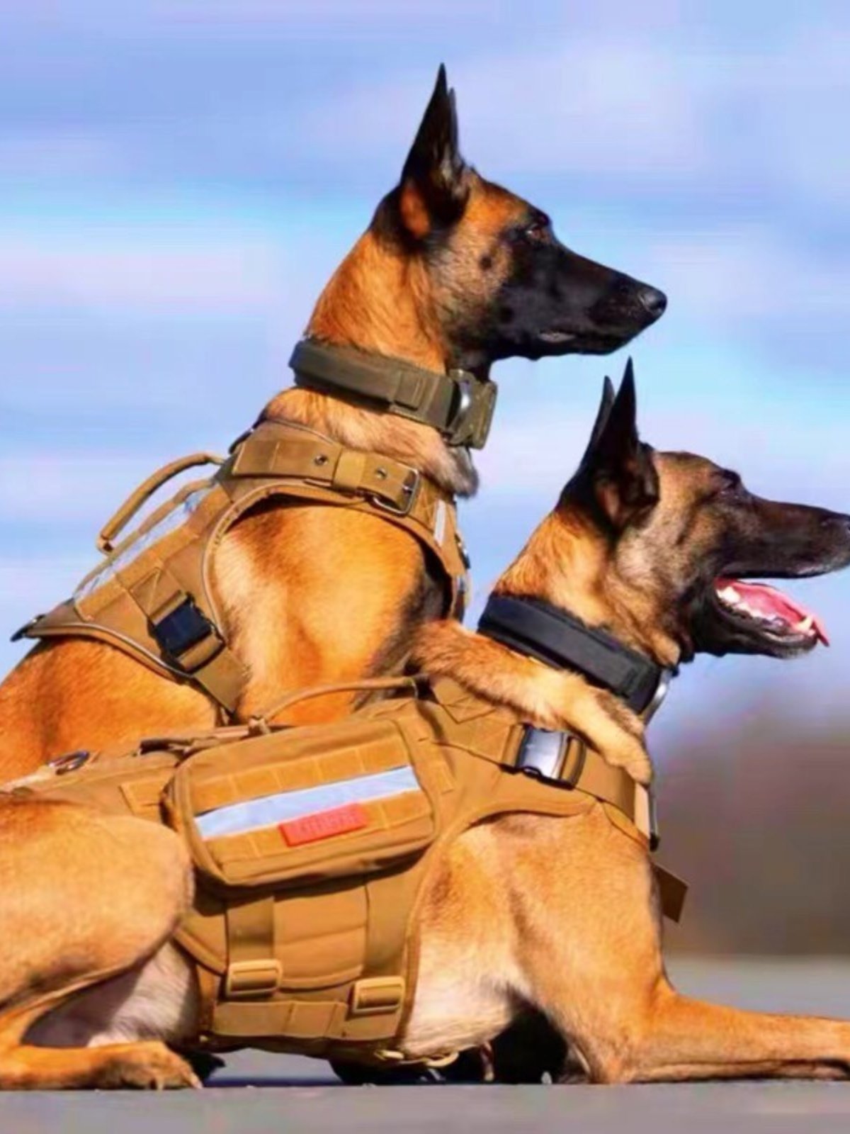 纯种马犬幼犬活体爆红黑马犬护卫犬警犬宠物狗狗畜牧养殖技术服务,畜牧/养殖物资,畜牧/养殖技术服务,淘宝优惠券,粉丝福利购,淘宝优惠卷