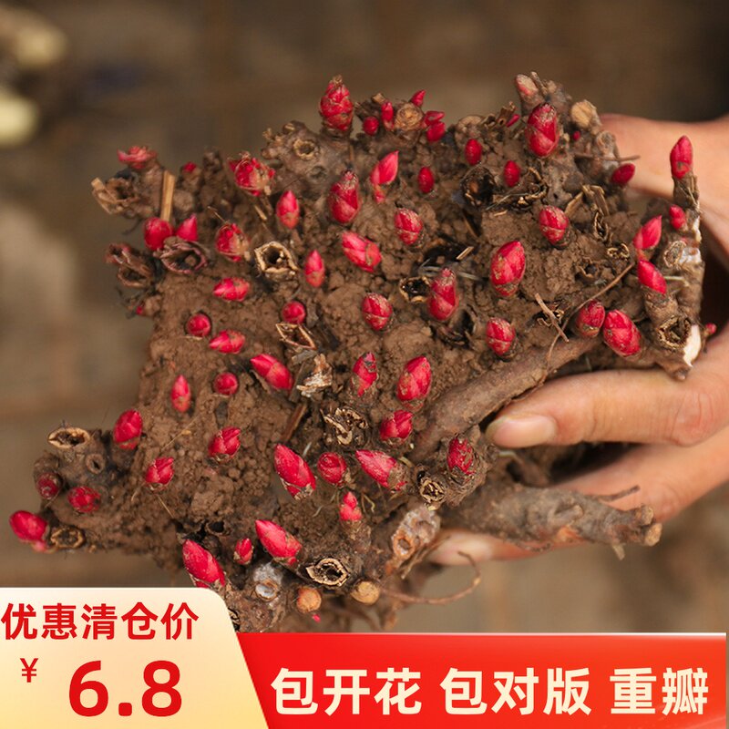 芍药花苗庭院盆栽芍药带芽大根块四季多年生种球根花卉浓香型易活