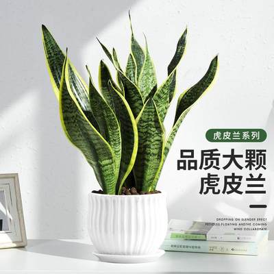 虎尾兰金边虎皮兰室内客厅净化空气吸甲醛花卉盆栽花卉绿植植物