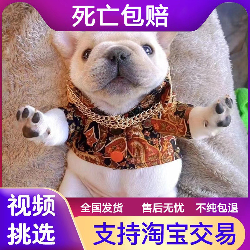 纯种法斗幼犬活体奶油白色法国斗牛犬蓝色斗牛犬小体型法牛宠物狗