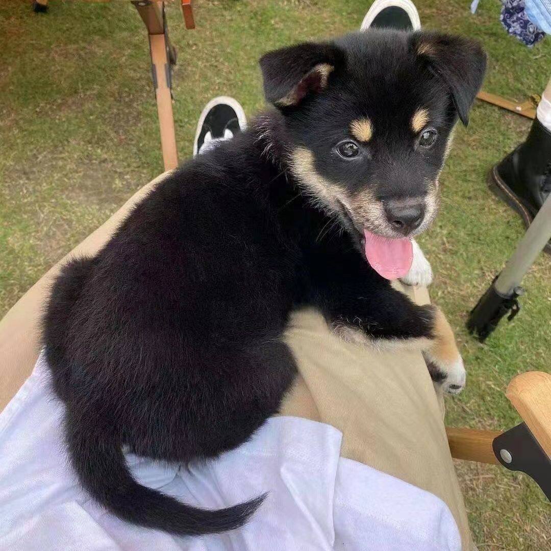 四眼小黑狗铁包金田园犬幼崽正宗四眼土狗广西土猎犬4眼狗看家护