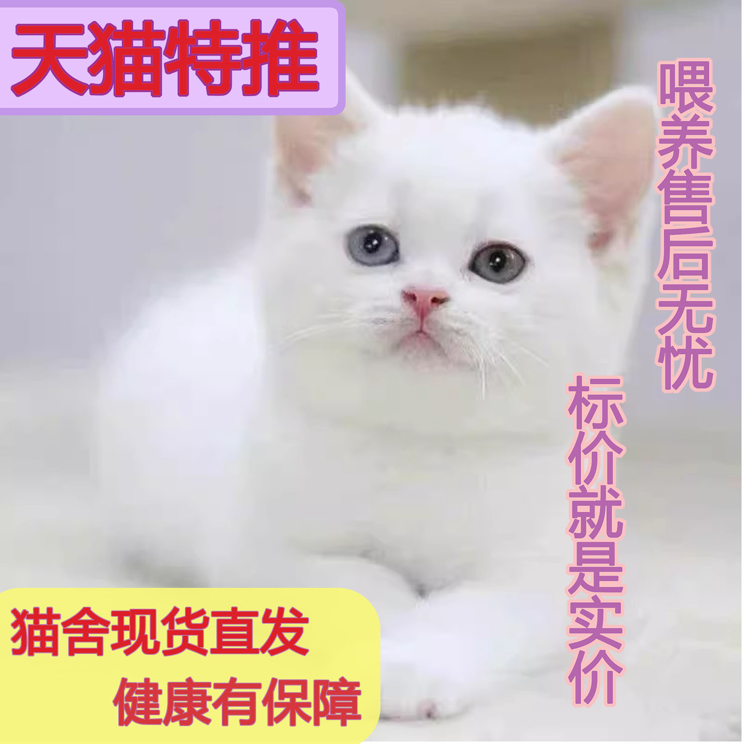 中华田园猫英短异瞳黑咪