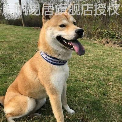 广西土猎犬幼中华田园大