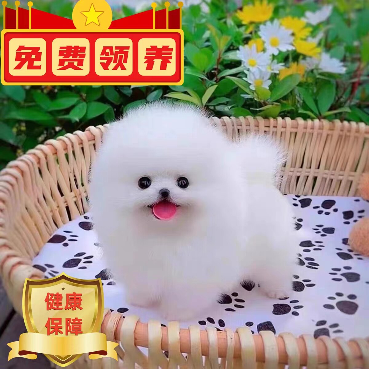 纯种小博美幼犬活体小茶杯犬宠物小狗狗长不大小型可爱球形俊介犬