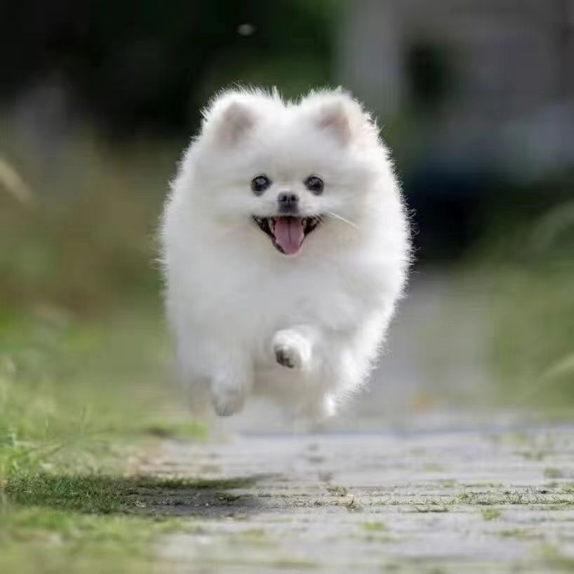 纯种博美犬幼犬茶杯犬长不大袖珍迷你俊介小型犬家养宠物活体狗狗
