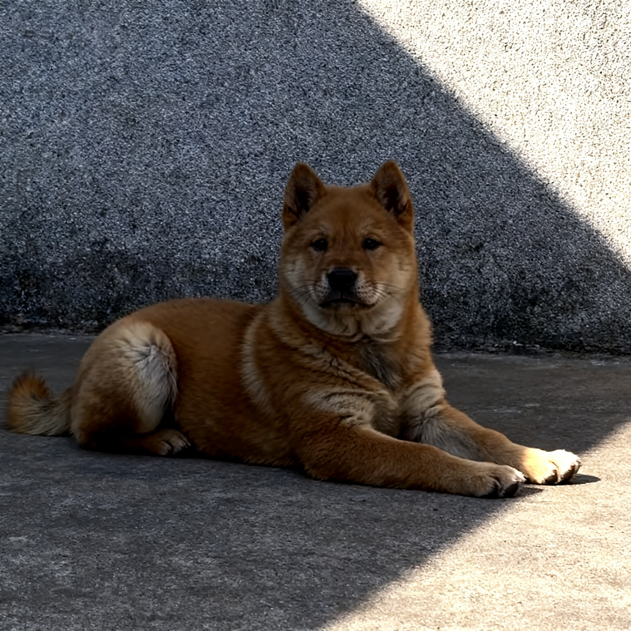 大骨架巡便宜短毛狗家狗农村黄狗