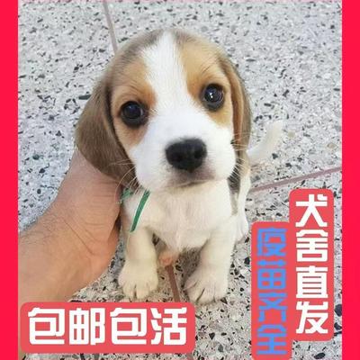 纯种比格犬活的幼犬米格鲁工作犬家养大耳朵比格小型犬正宗短毛狗
