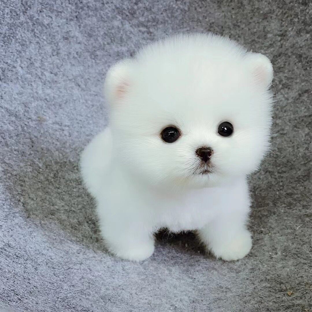 纯种茶杯犬宠物真狗小狗幼犬长不大的博美幼犬俊介活体宠物狗活物