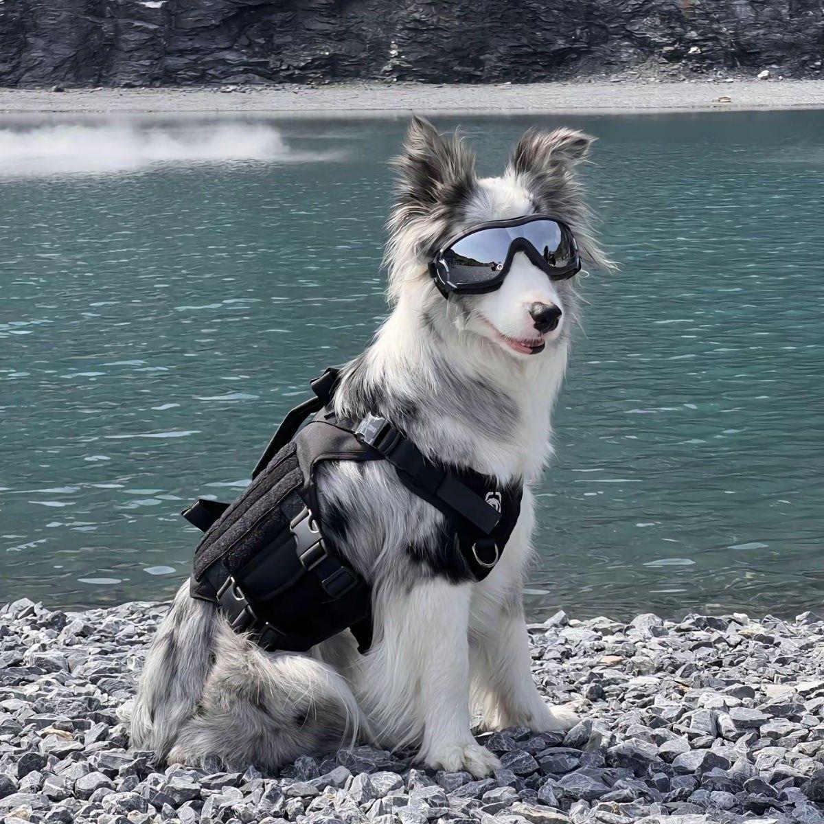 边境牧羊犬幼犬幼宠金色宠物狗家庭聪明狗狗狗金边小黑白色狗活物