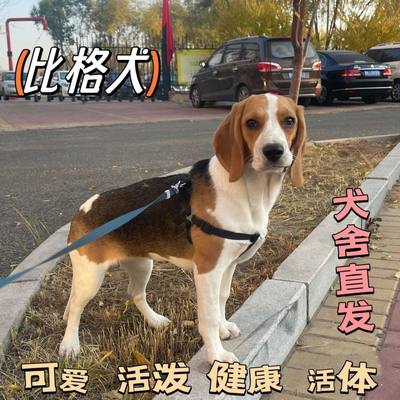 比格犬幼米活体鲁工作巴