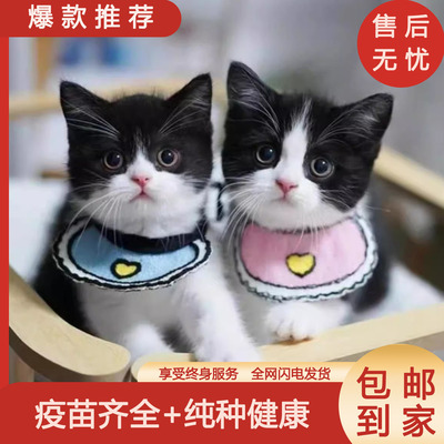 英短黑白奶牛猫咪幼毛宠