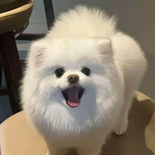 博美幼犬活泼小体宠物狗纯白黄包邮犬俊介犬超萌家养聪明网红活物