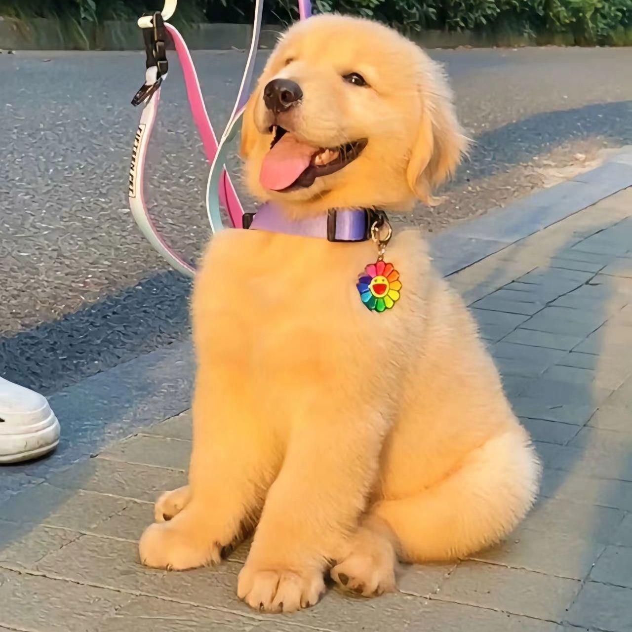 金毛幼犬小真狗宠物狗家养大型犬幼宠小奶狗可爱高智商幼崽狗狗狗