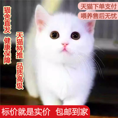 中华田园猫抓老鼠不掉毛