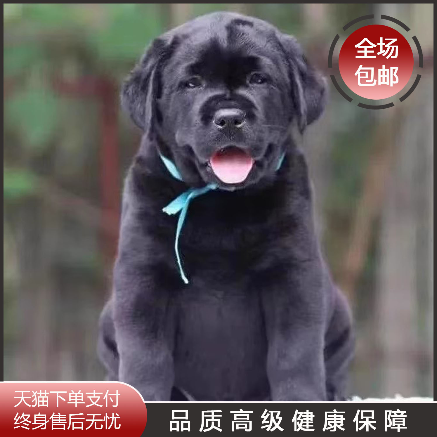 拉布多幼犬纯种导盲神小