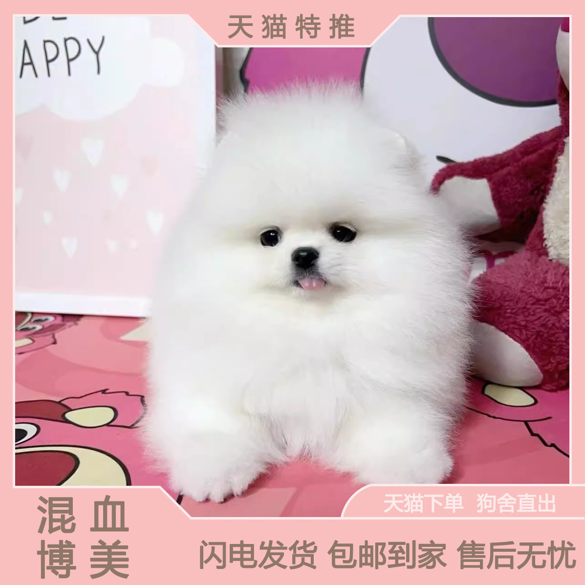 博美混血幼犬聪明网红可爱爆毛狗狗狗崽小体型家庭茶杯犬纯白色
