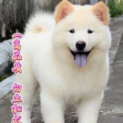 土松幼犬松狮健康狗活体幼崽看家护院中华田园犬小狗狗农村狗长毛