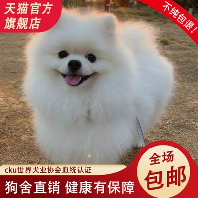 纯种博美幼犬可爱活物不掉毛博美俊介犬小型犬袖珍白色宠物狗包邮