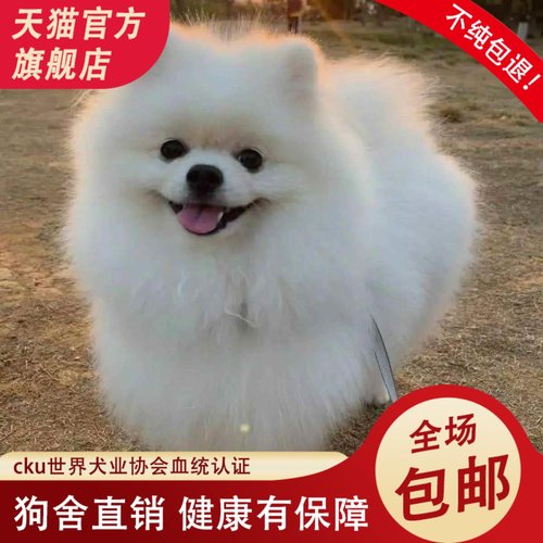 纯种博美幼犬可爱活物不掉毛博美俊介犬小型犬袖珍白色宠物狗包邮